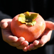 ようちゃん農園