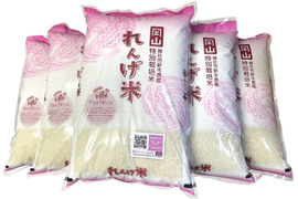 令和四年度。
こひしかり蓮華米。
10kg×先着15名様限定。