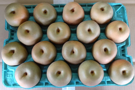 豊水 5kg 2Lサイズ(16玉入)