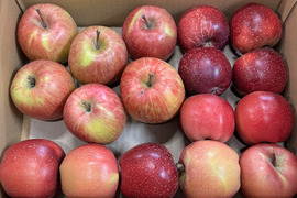 【在庫限り】千雪・まさゆめハーフセット訳ありバラ詰め　約2.7Kg　小玉多め　千雪多め　青森県産