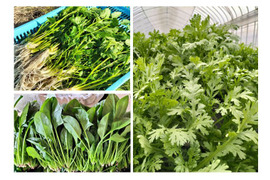 【福袋】鍋・お雑煮の葉物セットA＜セリ/春菊/ホウレンソウ,各300g＞ 【冬ギフト】