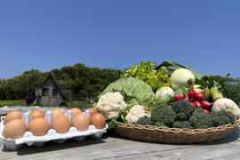 【有機JAS認証取得】🌱✨安心島の旬野菜と平飼いたまご10個セット🥬🥚農薬・化学肥料不使用🌱Organic Vegetables&10Eggs