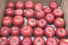 ★すぐに出荷★【加工用バラ詰め】極小玉のシナノスイート!! ジュース、スイーツ、コンポート、すりおろし林檎　加工用・業務用🍎約4.5Kg青森県産