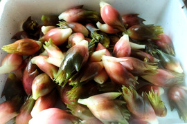 夏茗荷！！