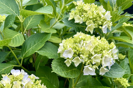 【アジサイ生花（3本〜5本）】田舎の小さなガーデンで、今年もアジサイたちが美しく咲き始めました。淡いブルーやグリーンが混ざり合う、優しい色合い。アジサイを3〜5本ほど、心を込めてお届けいたします。