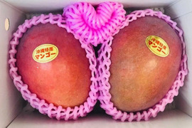 沖縄・宜野座育ちのマンゴー【化粧箱、約1kg】