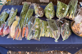 とりたての旬野菜セット１０種類前後 【農薬・化学肥料不使用】