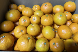 訳あり家庭用　みかん6.5㎏（75個〜80個）