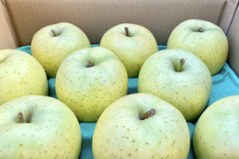 昔ながらの甘い青りんごの代表　【王林】　（9個から12個）スタンダード品