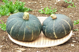 ★爽やかな甘みと、もっちりとした食感★熟成 くり将軍(約3㎏/2玉)[化学農薬・化学肥料不使用]