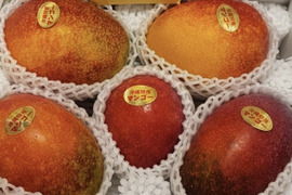 最終価格！！【沖縄県産】アップルマンゴー。家庭用（約2Kg）5〜6玉入り