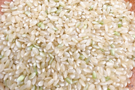 【玄米】5㎏！ほどよい硬さと粘り！清流の里で育てたあっさりこしいぶき【令和4年産】