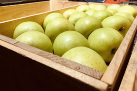 【数量限定大特価!!】約５キロ 青森県産りんご「樹上完熟葉とらず王林ちゃん」家庭用厳選品