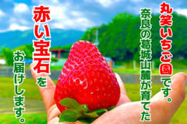 【2箱】【品種は園主におまかせ🍓】いちご290g前後×4パック【御贈答用にも】