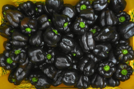 食欲の秋に黒の力❗かわいい黒ピーマン!30ケ～農薬/化学肥料・不使用