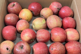 ★すぐに出荷★【加工用バラ詰め】サンふじ約4.5Kg　生食、ジュース、スイーツ、コンポート、すりおろし林檎　加工用・業務用🍎　青森県産