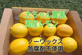 採れたて【4/中旬収穫】皮ごと使える❣国産ユーレカレモン2kg(箱込）＋痛み保証増量
