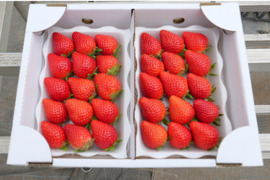 埼玉県産　かおりの