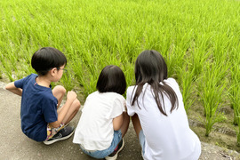 🌟令和7年新米❣高知産コシヒカリ🌾玄米30kg✨ 節減対象農薬🌾モチモチ美味しいギャル米💖