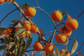 次郎柿　訳あり　2kg   格安です❗️