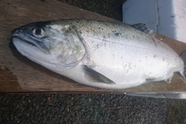 ビワマス天然鮮魚　神経〆血抜済0.8キロ