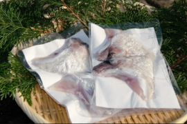 【百年漁師が育てた絶品真鯛】養殖真鯛カマ＜サイズ不揃い＞