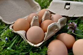 【紙包装】京都奥丹波、純国産鶏の平飼い卵24個　非遺伝子組み換え飼料