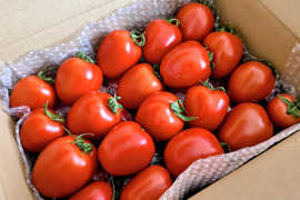 まとめ買いで送料がお得！煮込み料理を格上げ！加熱調理用イタリアントマト「ボンジョールノ」