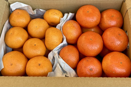 【期間限定・食べ比べ】　バラエティーセットB　（尾崎温州・小原紅早生）　３kg