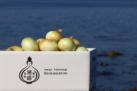 【味に自信あり：新玉ねぎ】5KG 淡路島　洲本農園オリジナルブランド玉葱、洲錦（しまにしき）５ｋｇ