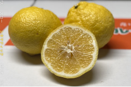 一口でトリコになる柑橘◼️遅取りはるかみかん◼️ 皮まで美味しい