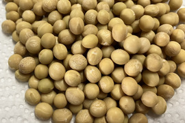 ホックリ煮豆や手作りきな粉に！白大豆(約300g)