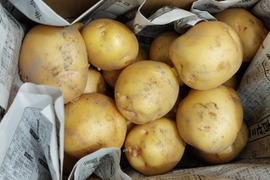 新ジャガ　キタアカリ　2kg