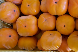 シャキシャキ食感！豊橋特産次郎柿 (家庭用 ６.５kg　約２５個)