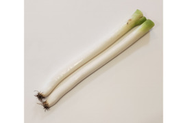 【畑でまっすぐ】青森県十和田市産　長ネギ　焼き・鍋の主役に　4㎏