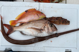 明日朝まで限定！捕れたて！オコゼ・ヤガラ・アカイサキ・鯛　約4kg 長崎県対馬市(内臓・鱗処理済)