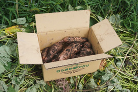 【訳あり】安納芋２０ｋｇ(箱入：土付き)　熟成期間１ヶ月超！　さつまいも！
