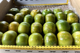 【沖縄県産シークワーサー】送料(全国一律)360円 北部本部町産獲れたて直送(900g)