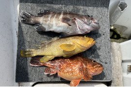 明日朝まで限定！捕れたて！マハタ・カサゴ・アオナ　約4kg 長崎県対馬市(内臓・鱗処理済)