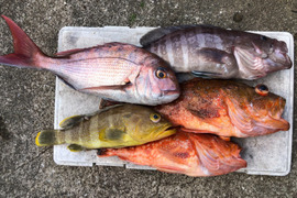 明日朝まで限定!捕れたて!マハタ・カサゴ・アオナ・鯛 約5kg 長崎県対馬市(内臓・鱗処理済)