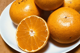 熊本発農薬不使用🍊  10kg 宮川、原口早生　サイズフリー『夜市限定』（約100個前後入）