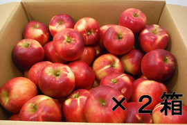 ★葉取らず紅玉★11kg×2箱★大玉小玉★