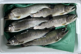 【丸々一尾！】宮崎県産ヤマメ 約500g～800g×6尾入【冷蔵便でお届け】