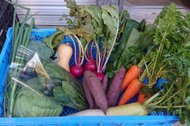 京都北部の旬の定番野菜セット