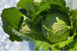 【雪どけの雫が育てた、春の季節野菜】春キャベツ５玉　兵庫県香美町産