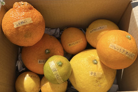 【農薬不使用】ねこ農園の春セット1kg