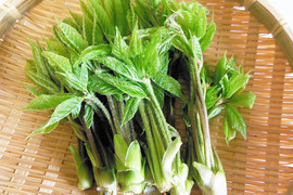 天然山菜　秋田のコシアブラ100g（予約販売）世界遺産白神山地付近産