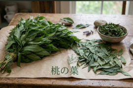 桃の葉（生葉）🌿300枚以上☆桃の葉風呂、手作り桃の葉ローション等に♪☆農薬、除草剤、化学肥料等不使用の桃の木の生葉☆自然栽培🌿ゆうパック🏣