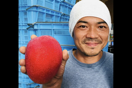西表島の太陽をたっぷり浴びた糖度16度以上！とろけるプレミアムマンゴー７００ｇ（1～2個）【お中元にもおすすめ！熨斗付き対応】