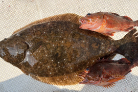 明日朝まで限定！捕れたて！カサゴ・ヒラメ 約3kg　長崎県対馬市(内臓・鱗処理済)